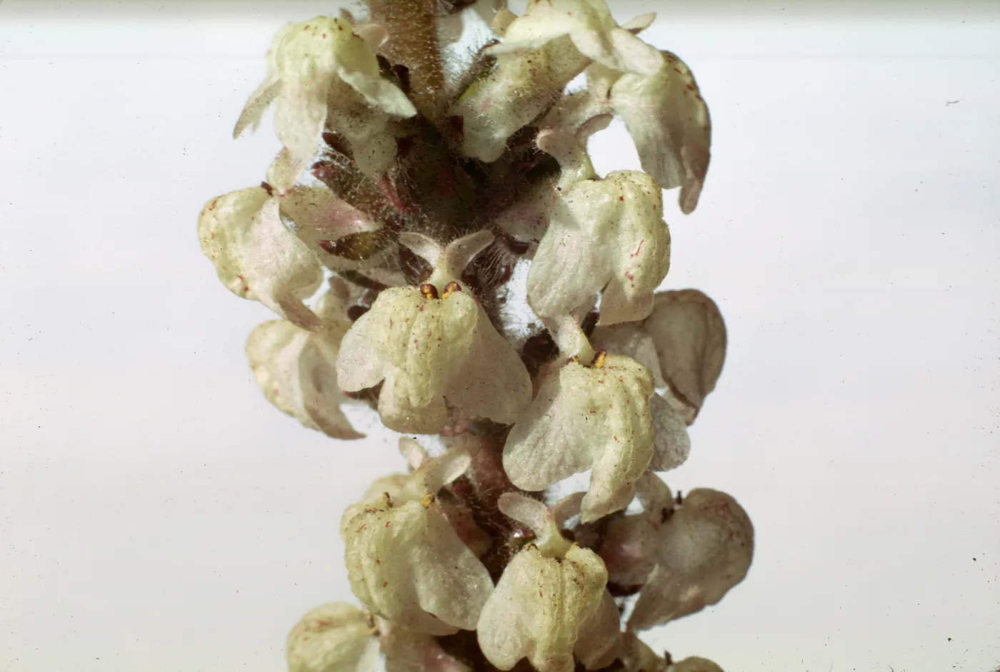 Antirrhinum coulterianum