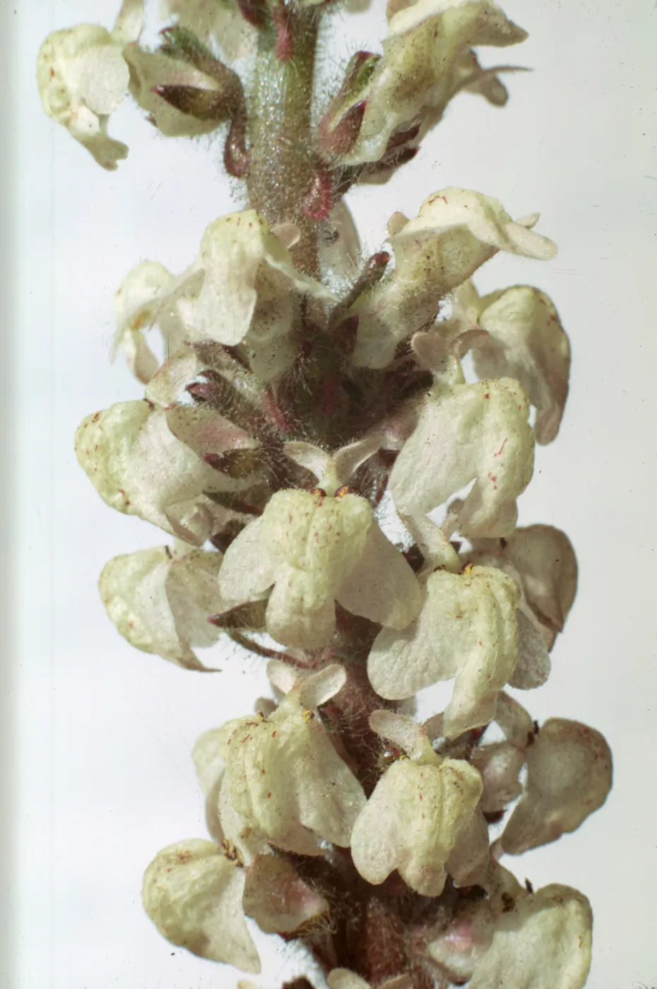 Antirrhinum coulterianum