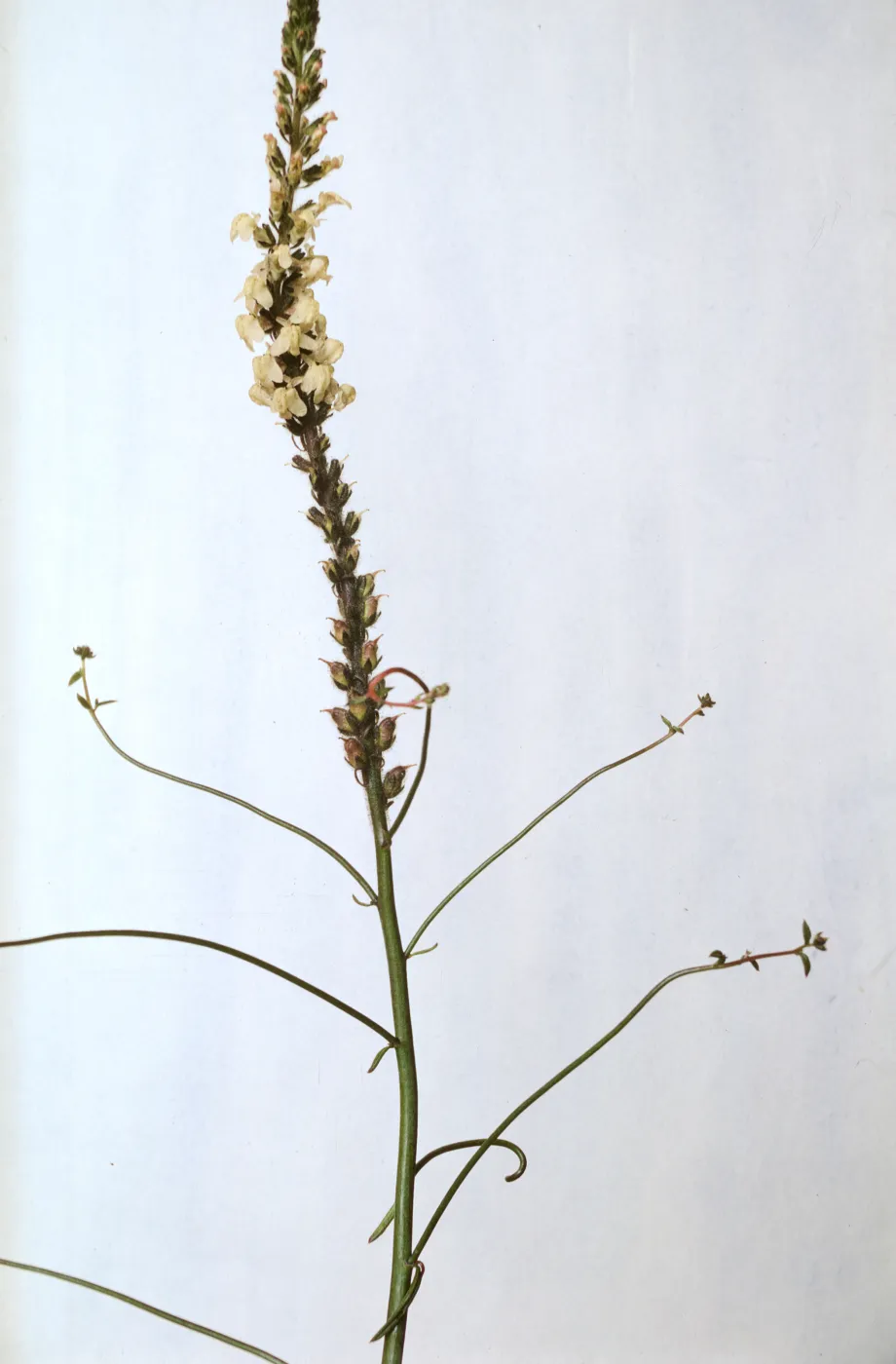 Antirrhinum coulterianum