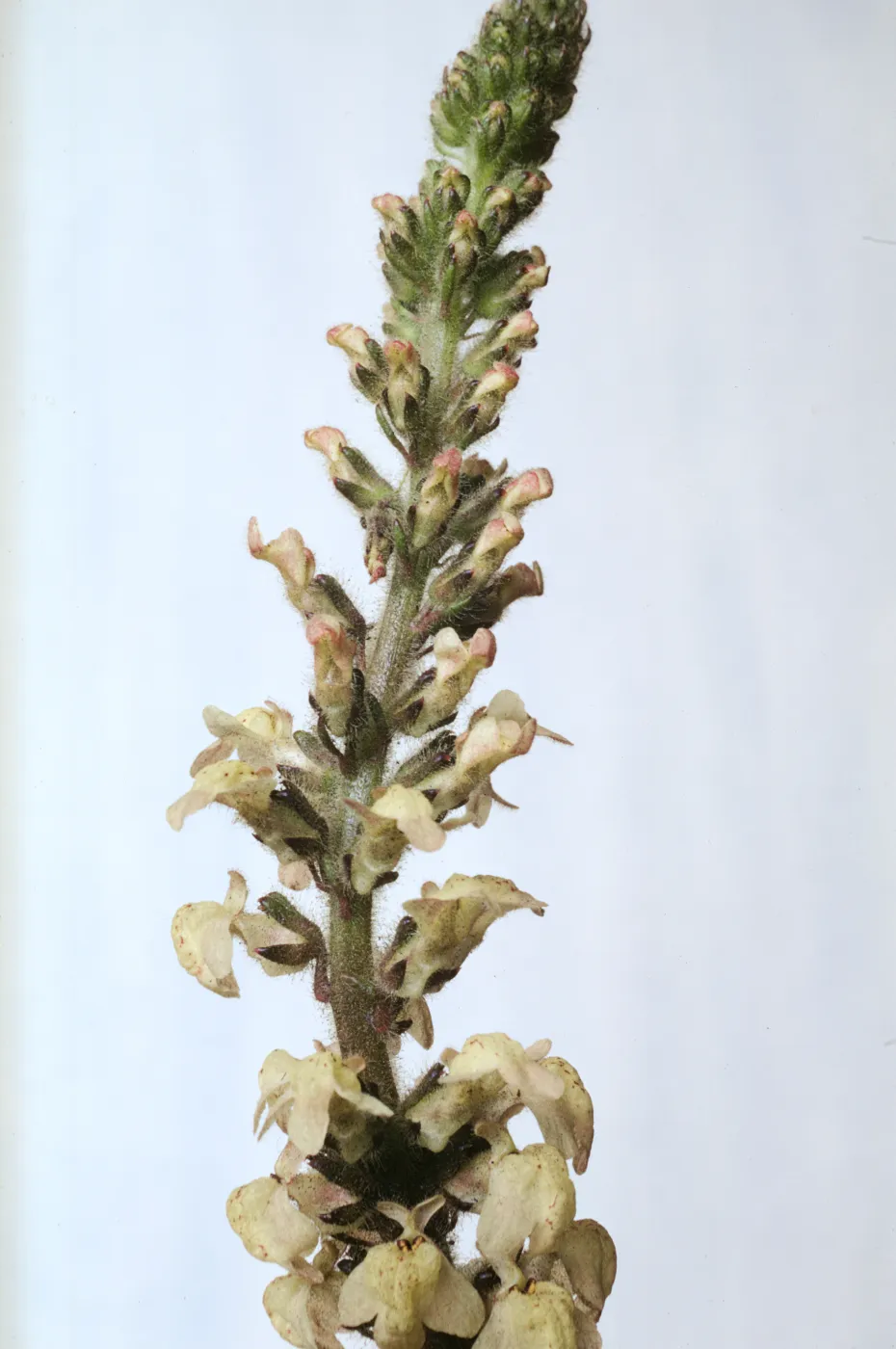 Antirrhinum coulterianum