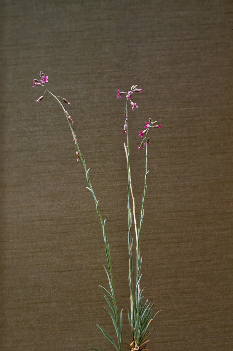 Arabis pulchra