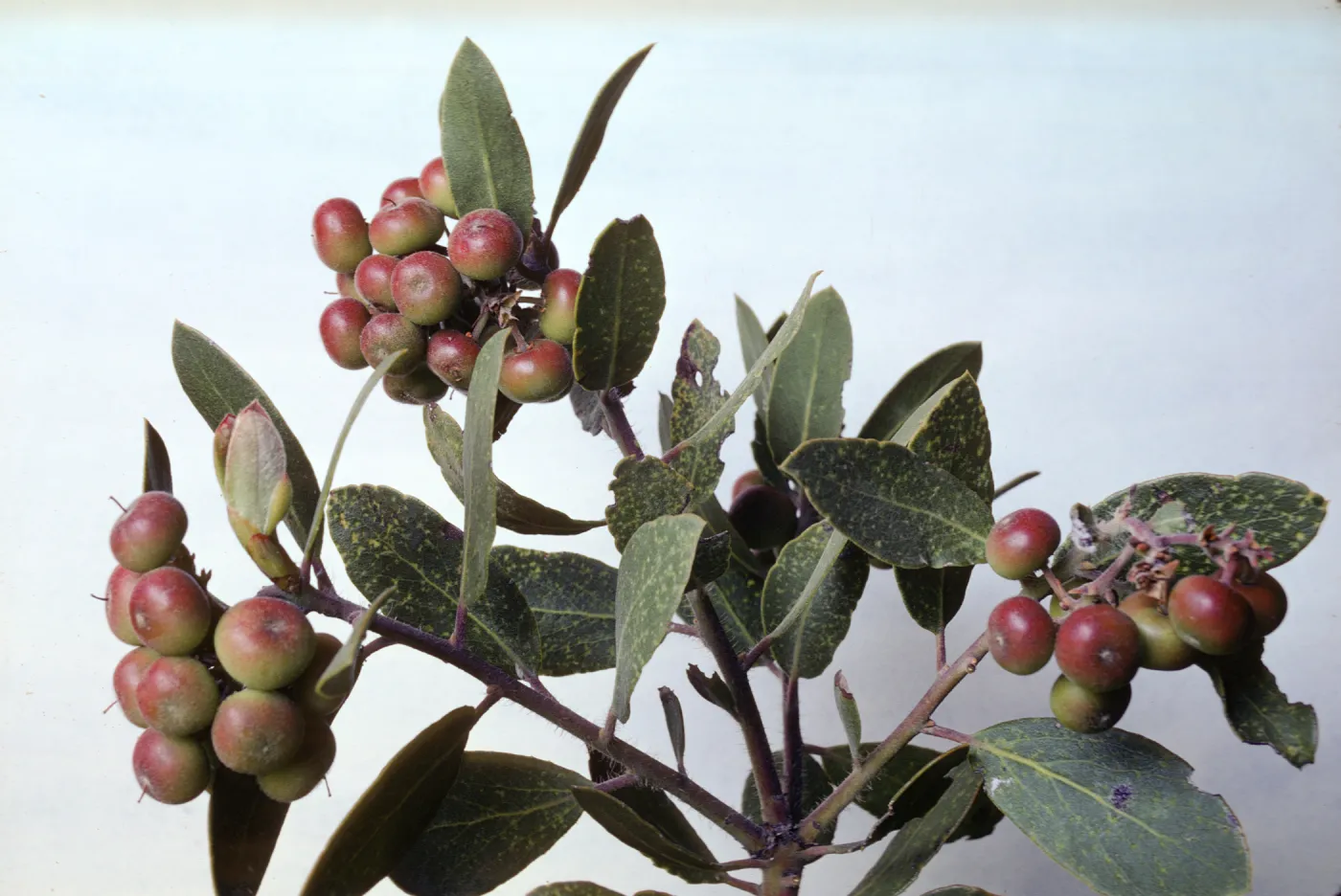 Arctostaphylos glandulosa ssp. mollis