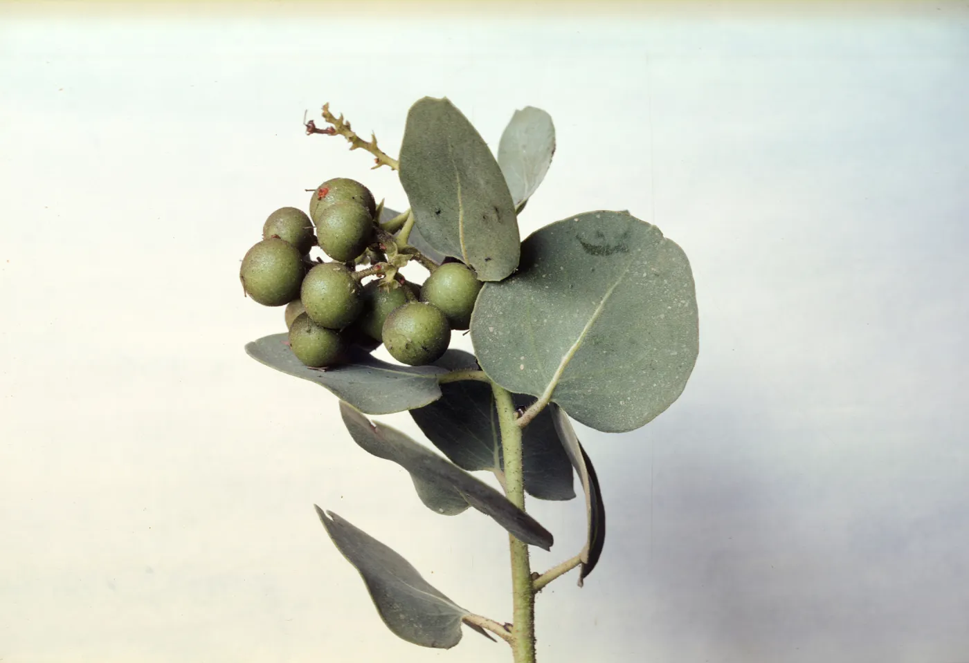 Arctostaphylos glauca