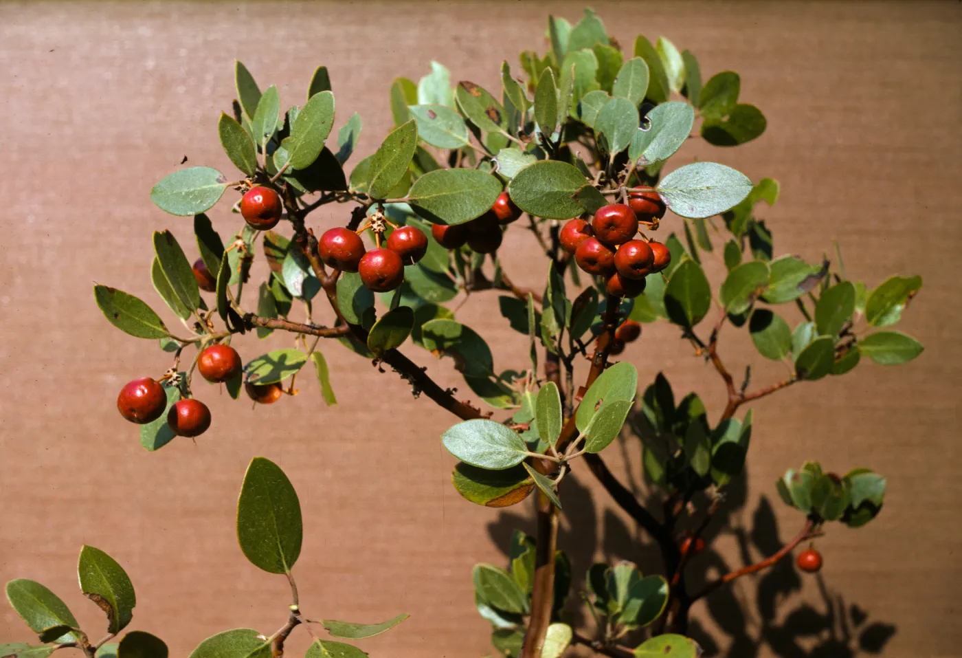 Arctostaphylos parryana fruits