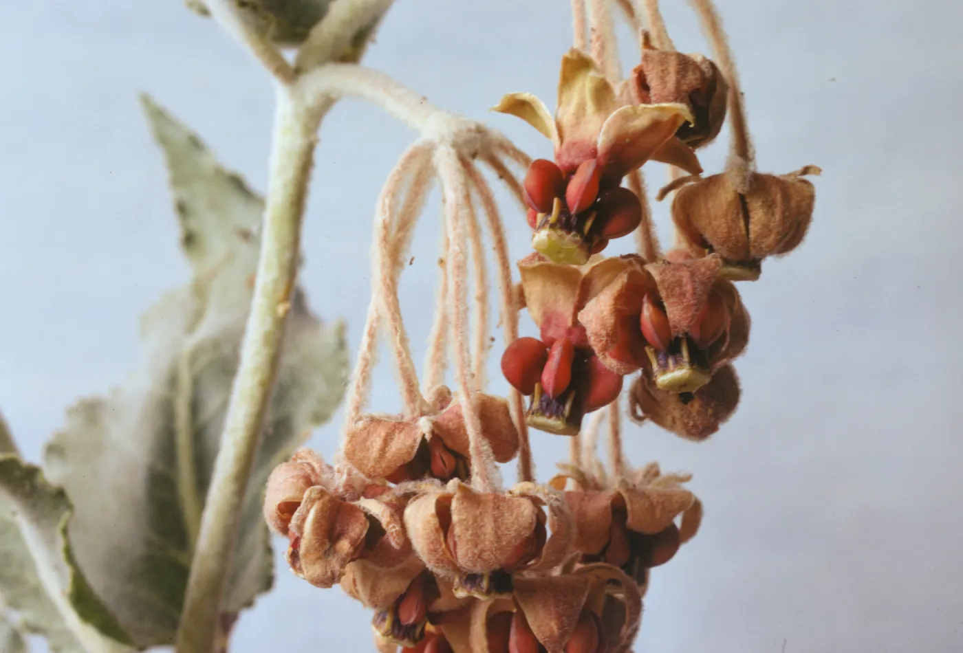 Asclepias californica 