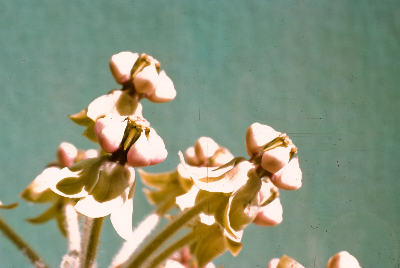 Asclepias eriocarpa