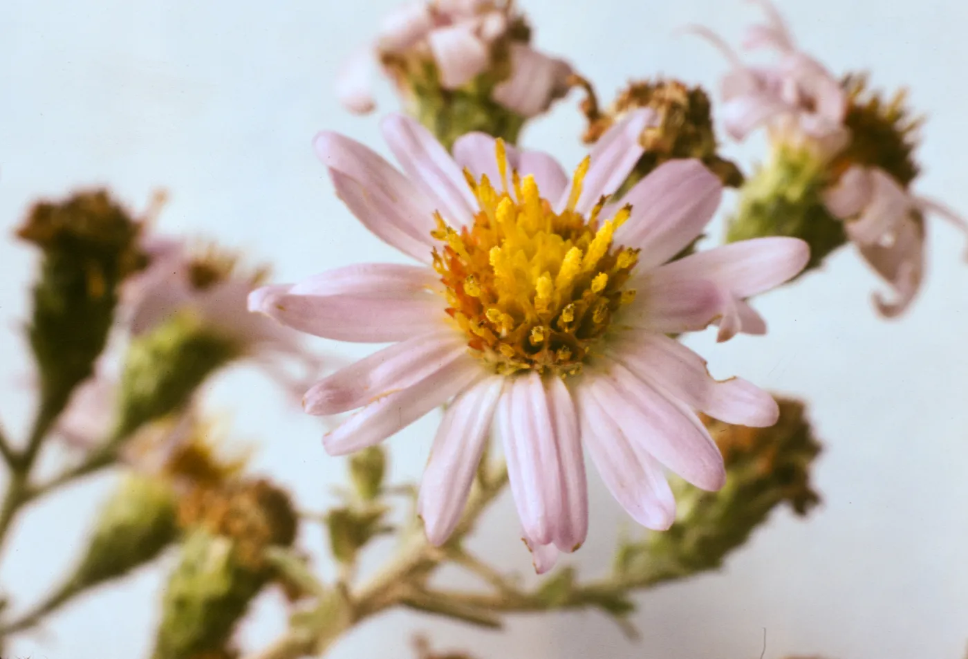 Aster chilensis