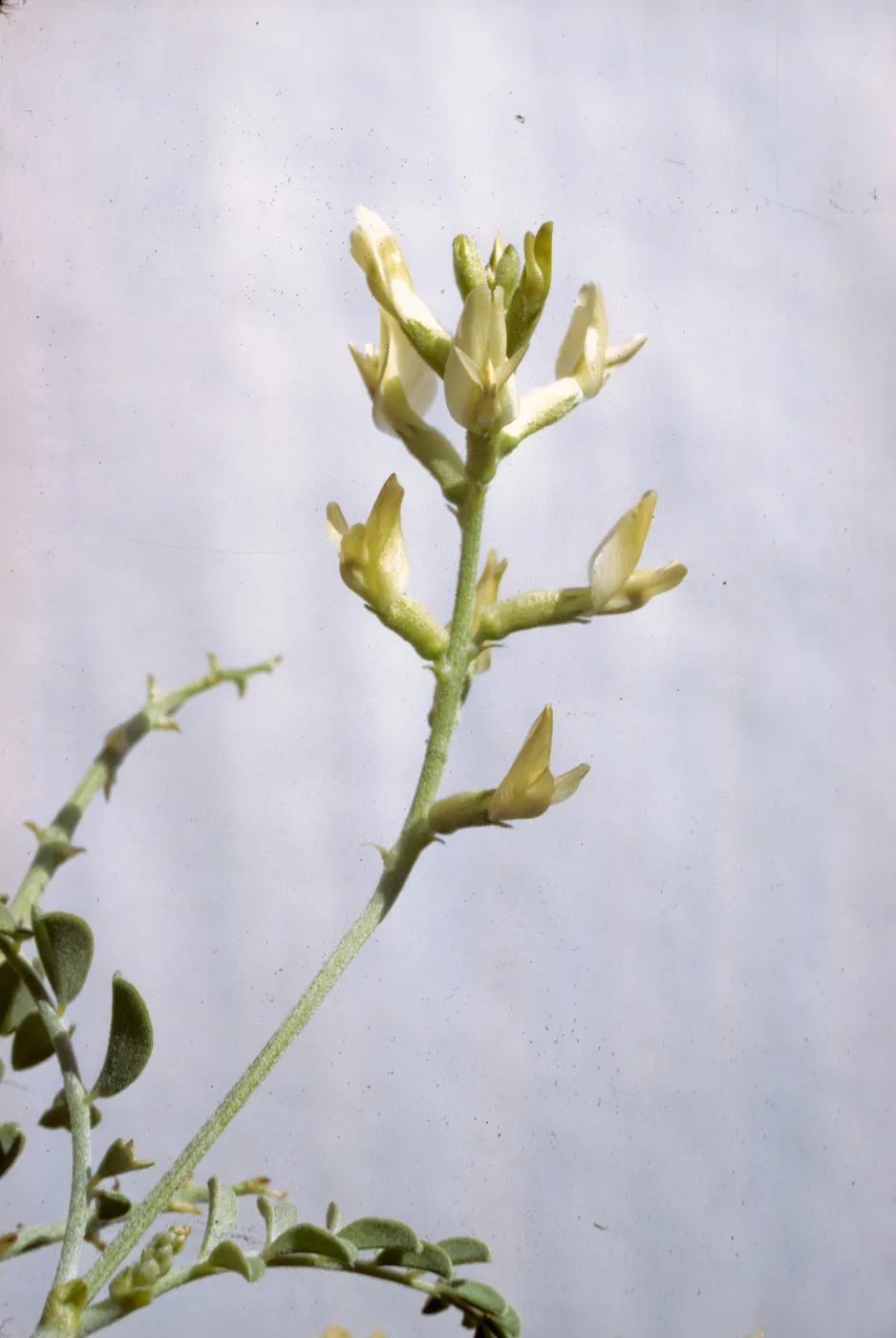 Astragalus lentiginosus
