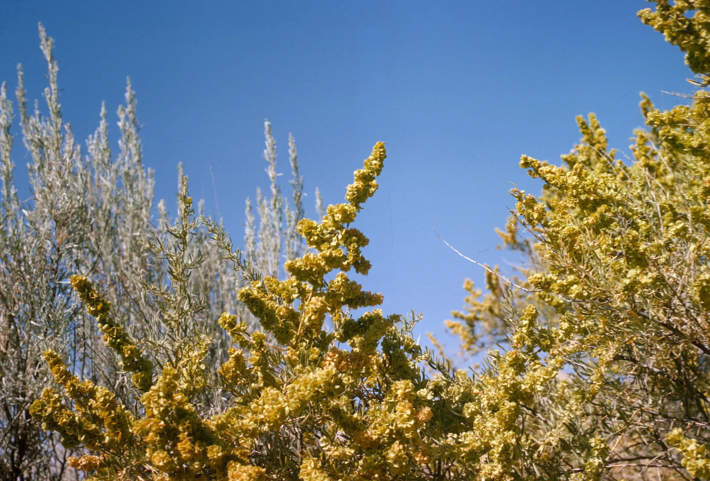 Atriplex canescens