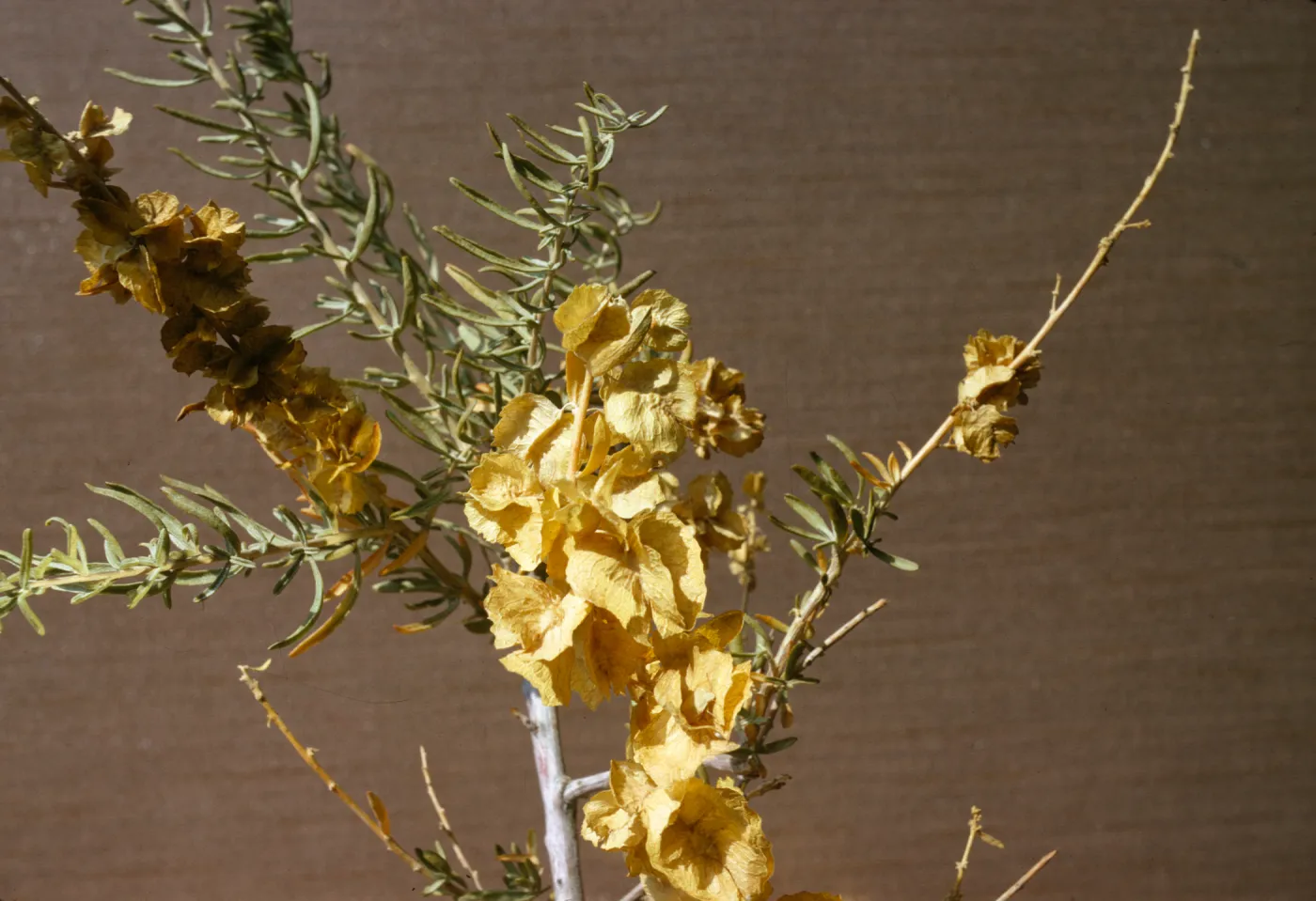 Atriplex canescens
