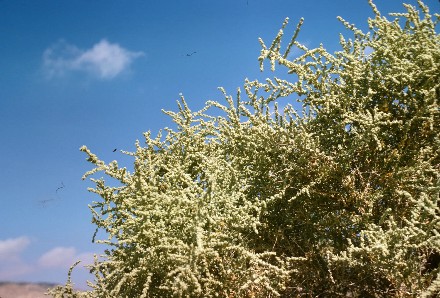 Atriplex polycarpa
