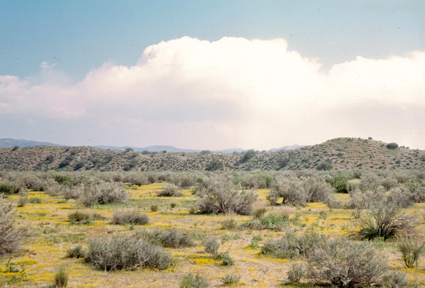 yellow carpet of Lasthenia, Ballinger Canyon