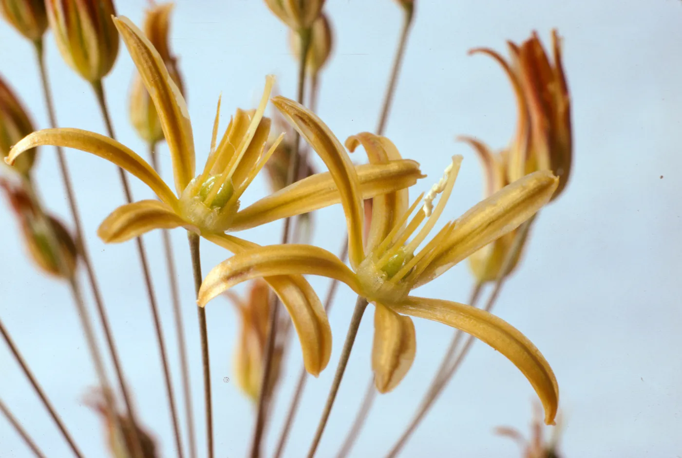 Bloomeria crocea var. montana