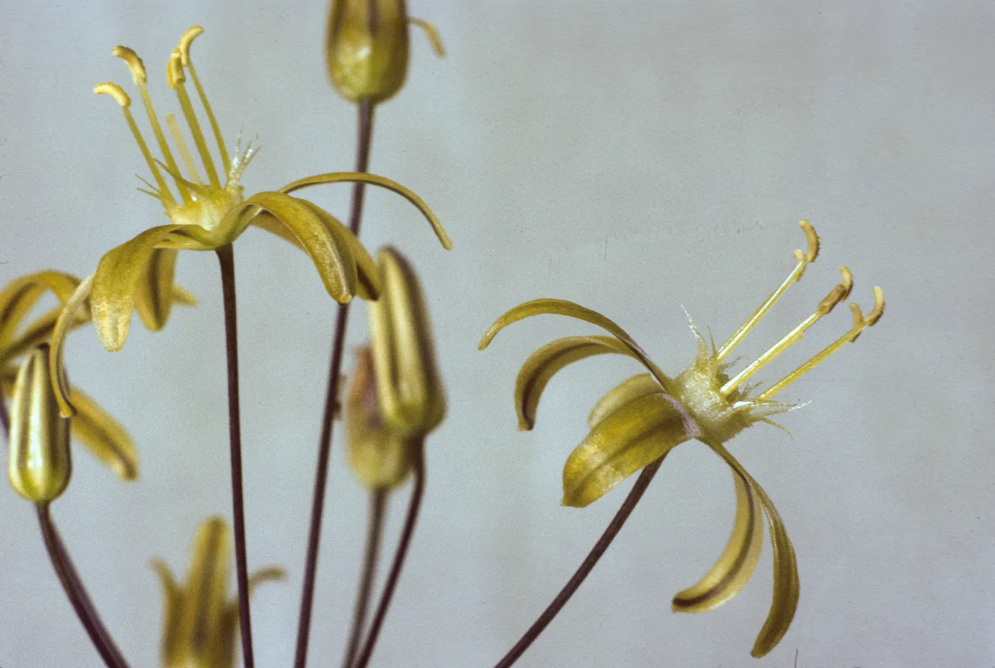 Bloomeria crocea var. montana