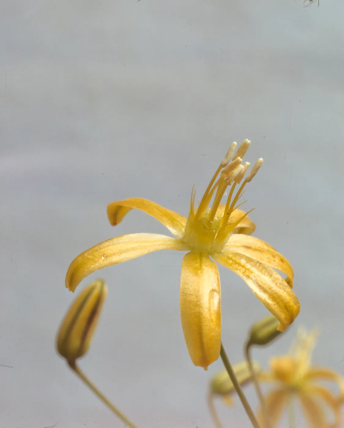 Bloomeria crocea var. montana