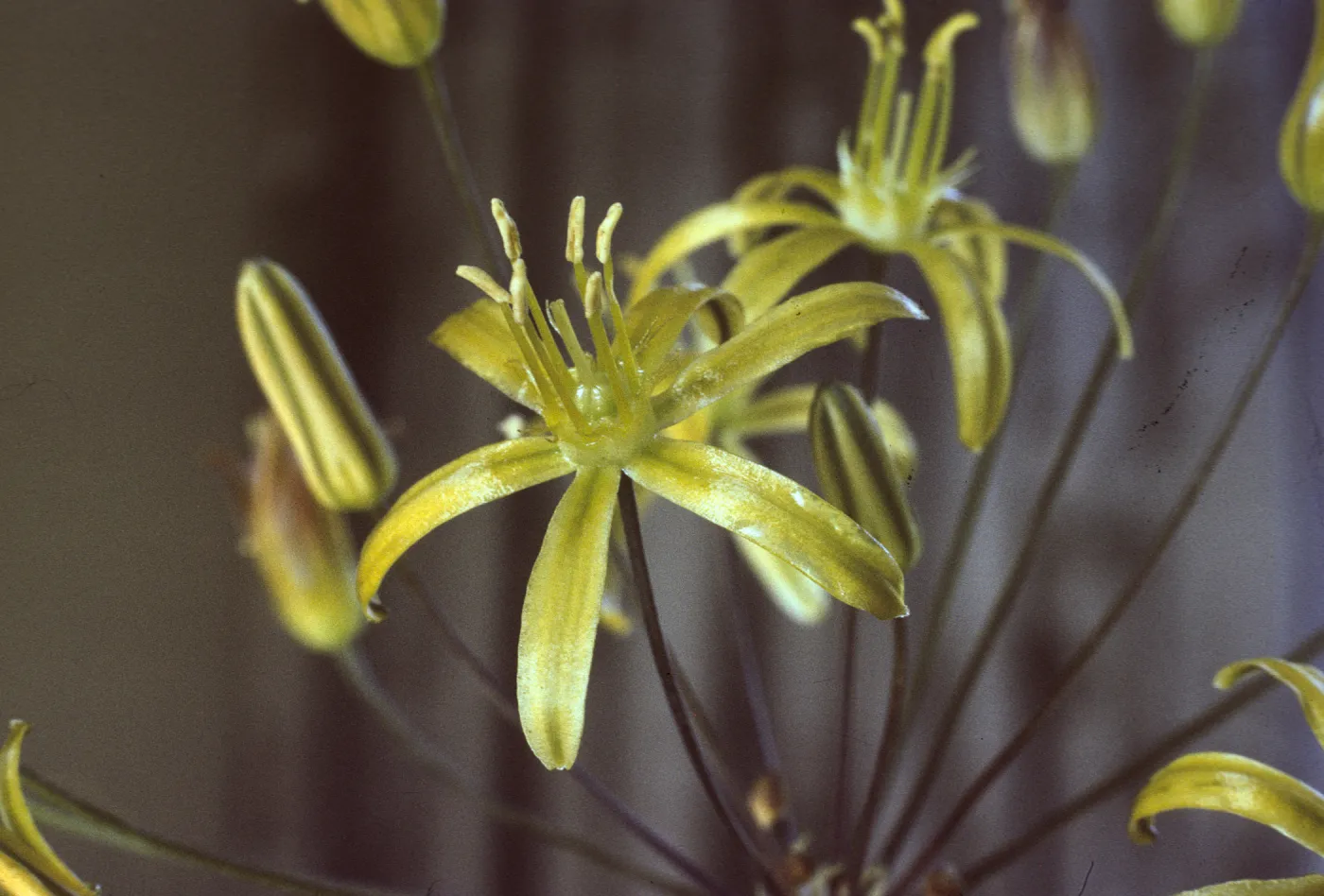 Bloomeria crocea var. montana