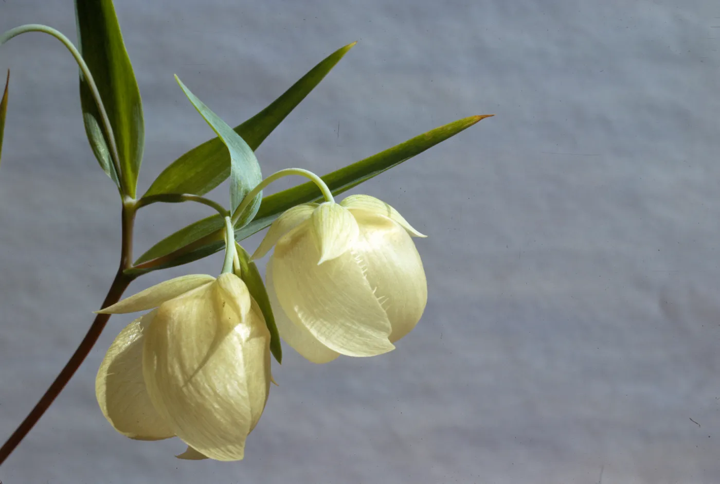 Calochortus albus