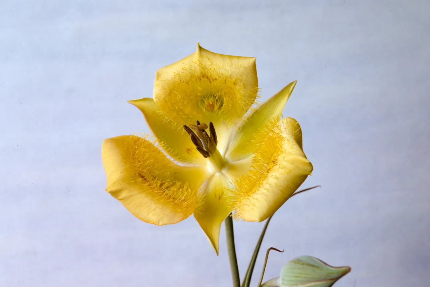 Calochortus clavatus