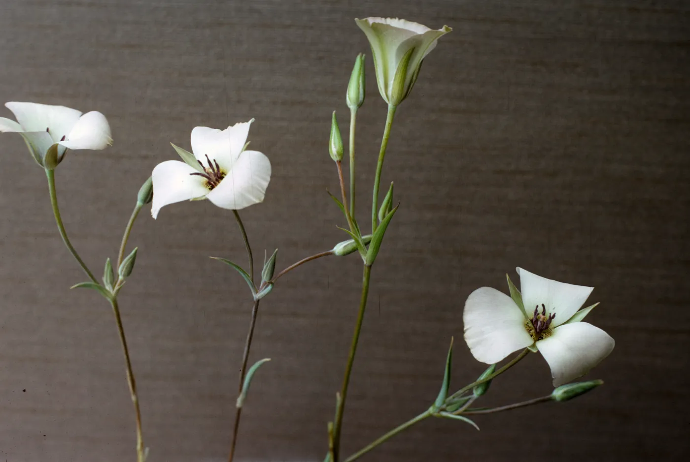 Calochortus invenustus
