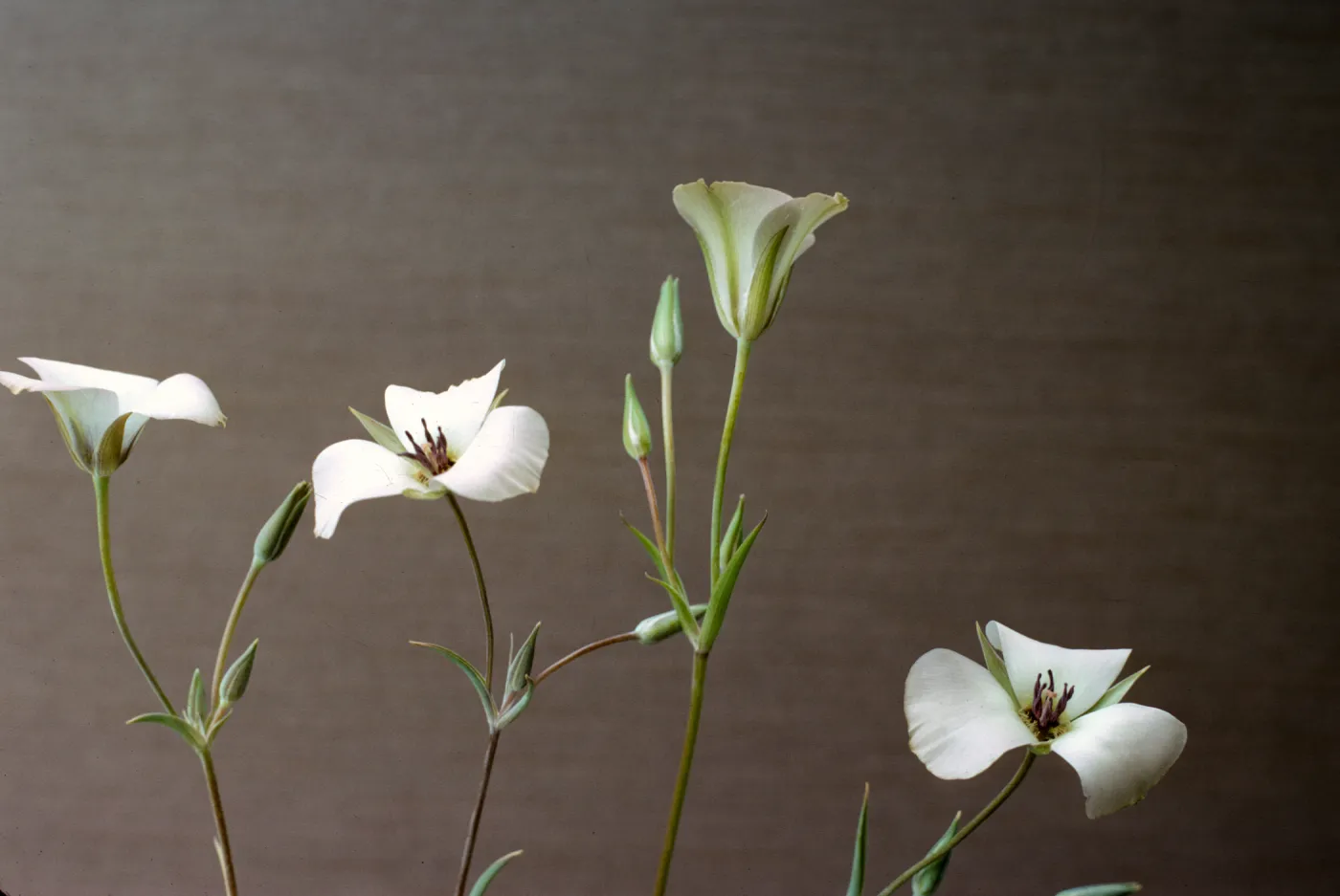 Calochortus invenustus