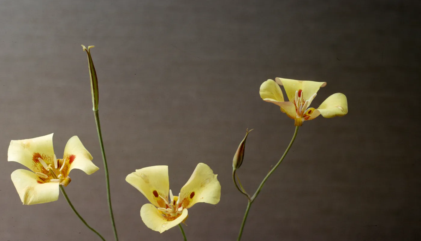 Calochortus venustus