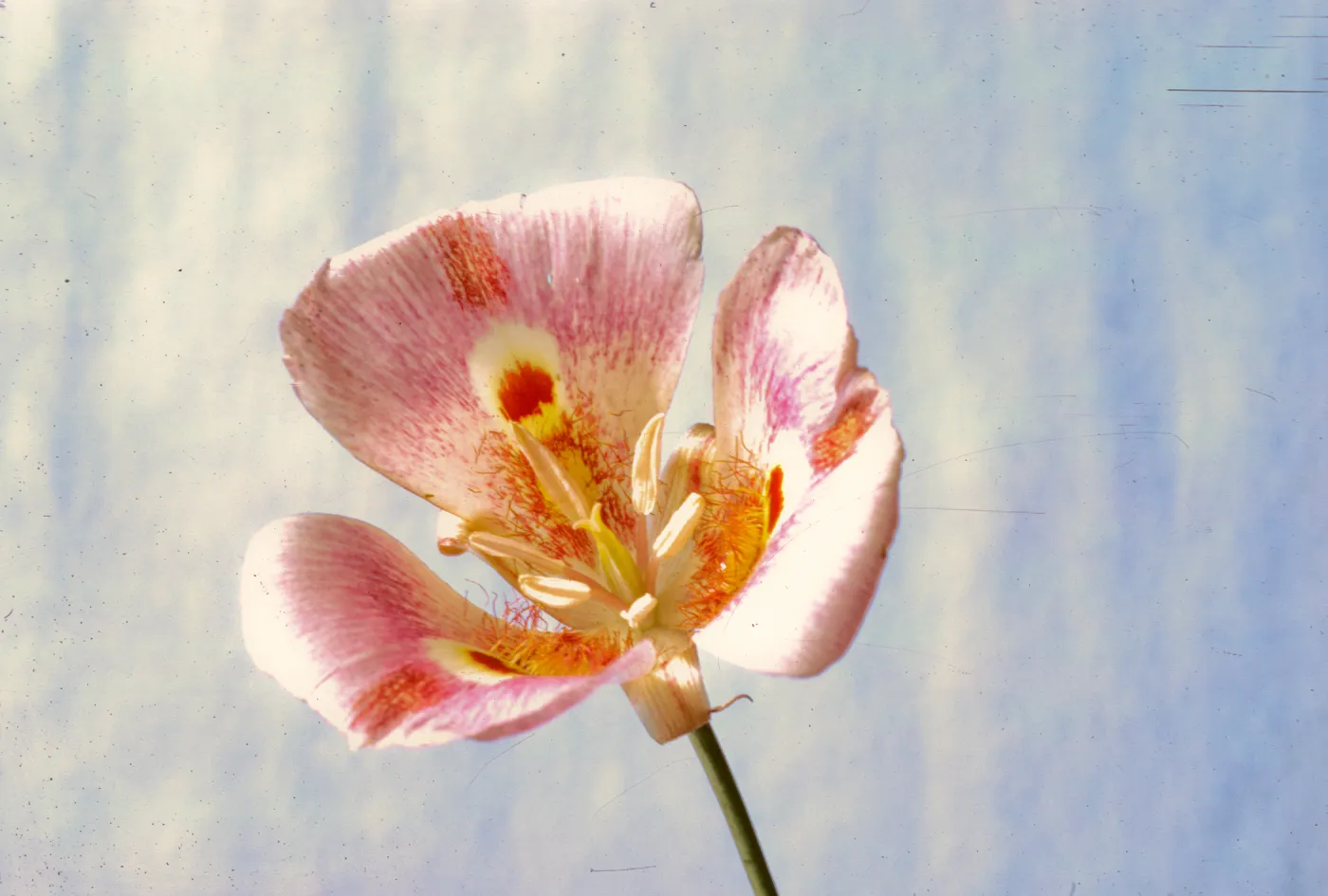 Calochortus venustus