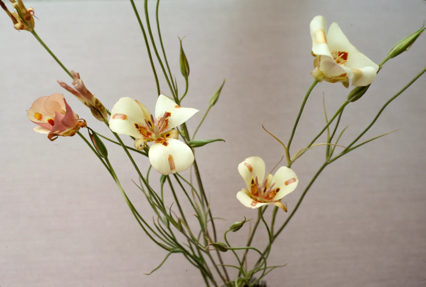 Calochortus venustus