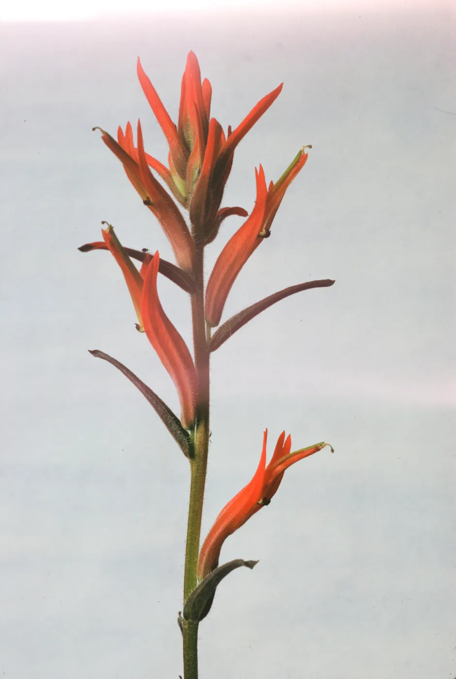 Castilleja jepsonii 
