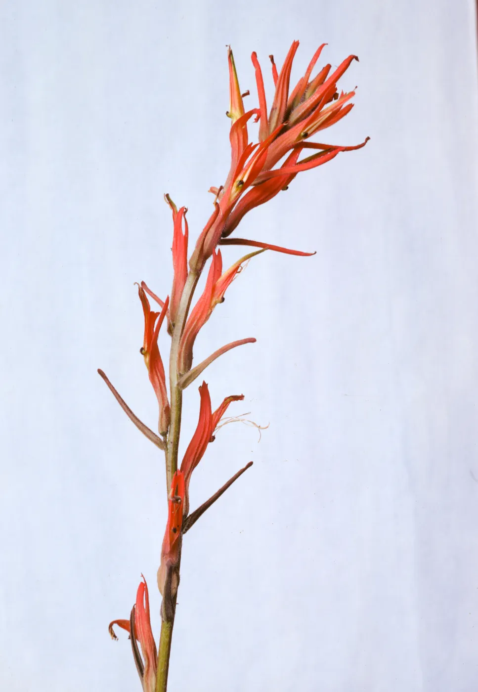 Castilleja jepsonii 
