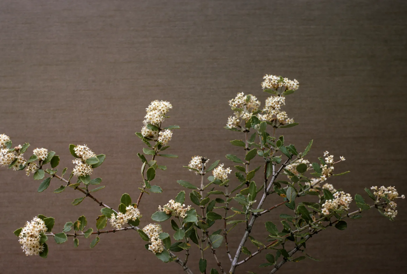 Ceanothus crassifolius