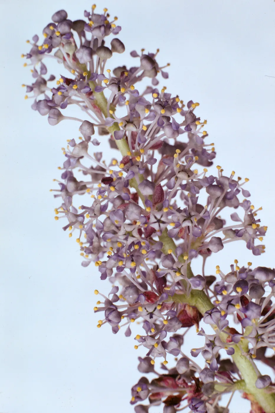 Ceanothus leucodermis