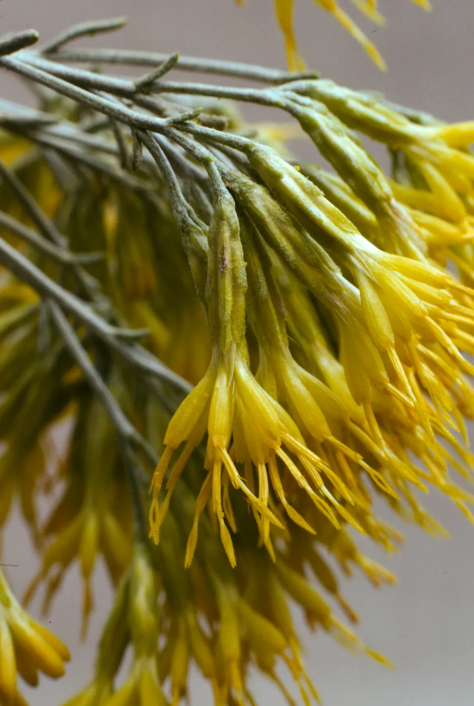 Chrysothamnus nauseosus ssp. hololeucus 