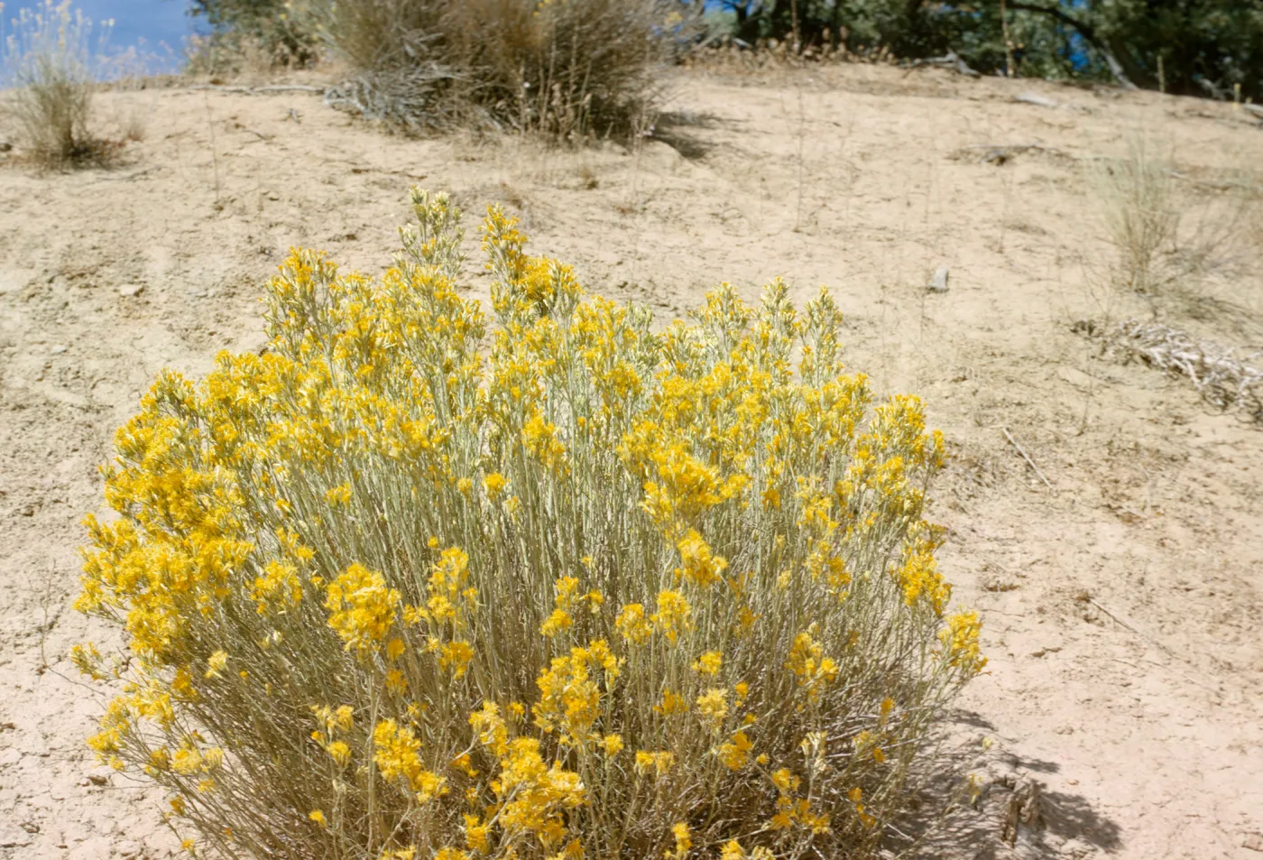 Chrysothamnus nauseosus ssp. mohavensis