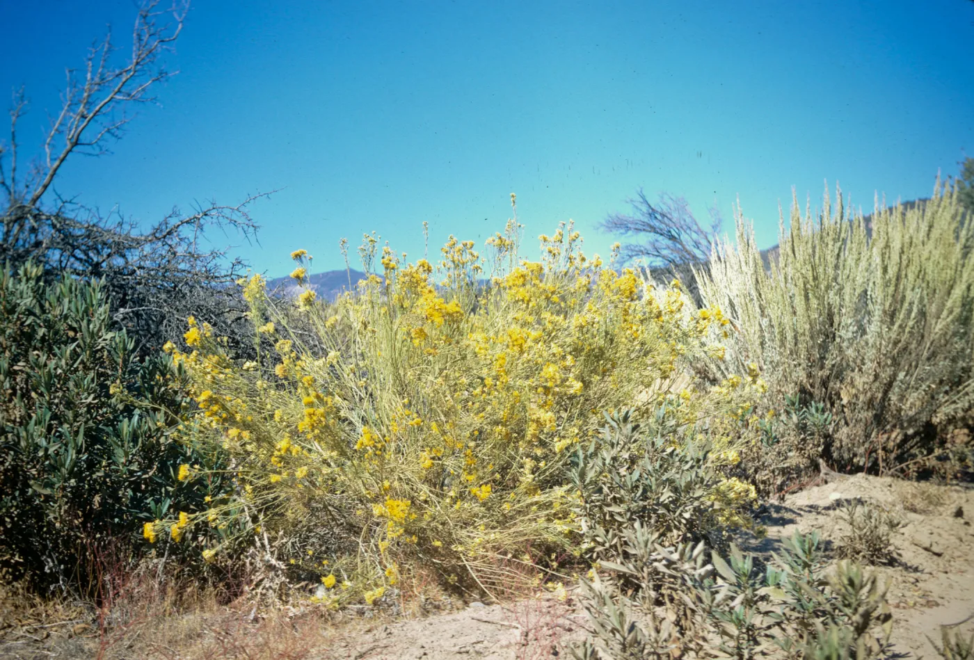 Chrysothamnus nauseosus ssp. mohavensis