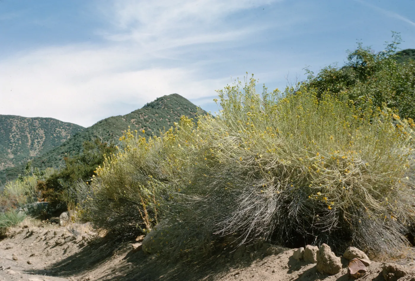 Chrysothamnus nauseosus ssp. mohavensis