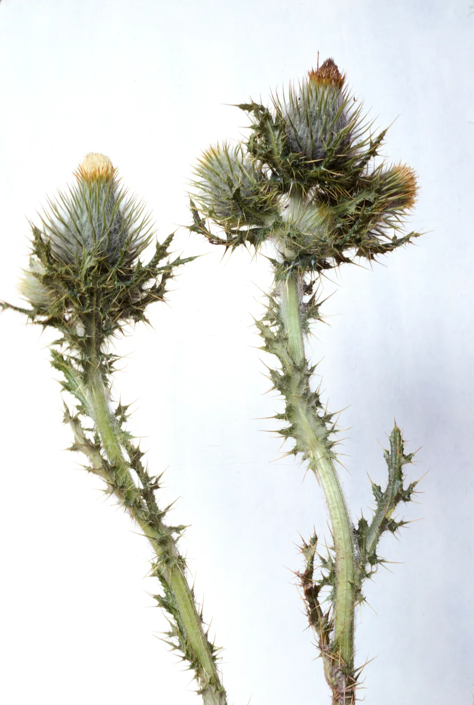 Cirsium brevistylum