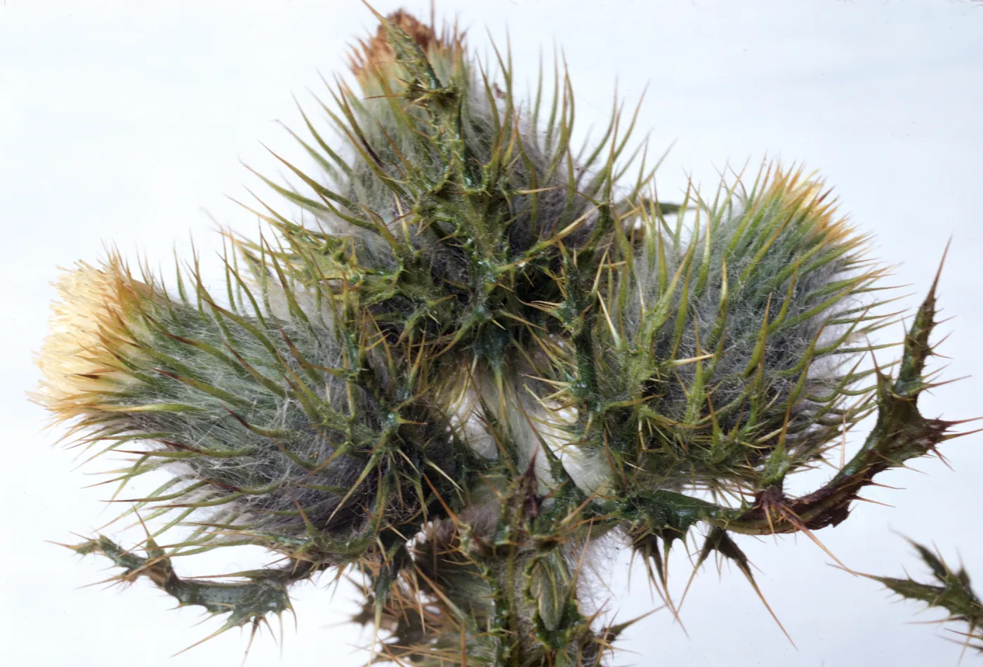 Cirsium brevistylum