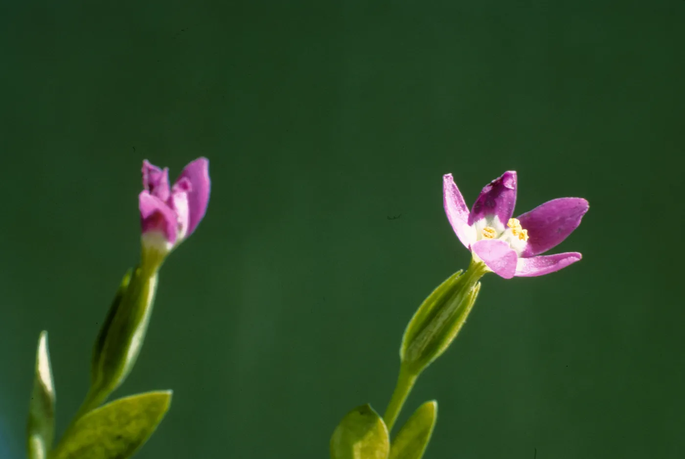Centaurium davyi 