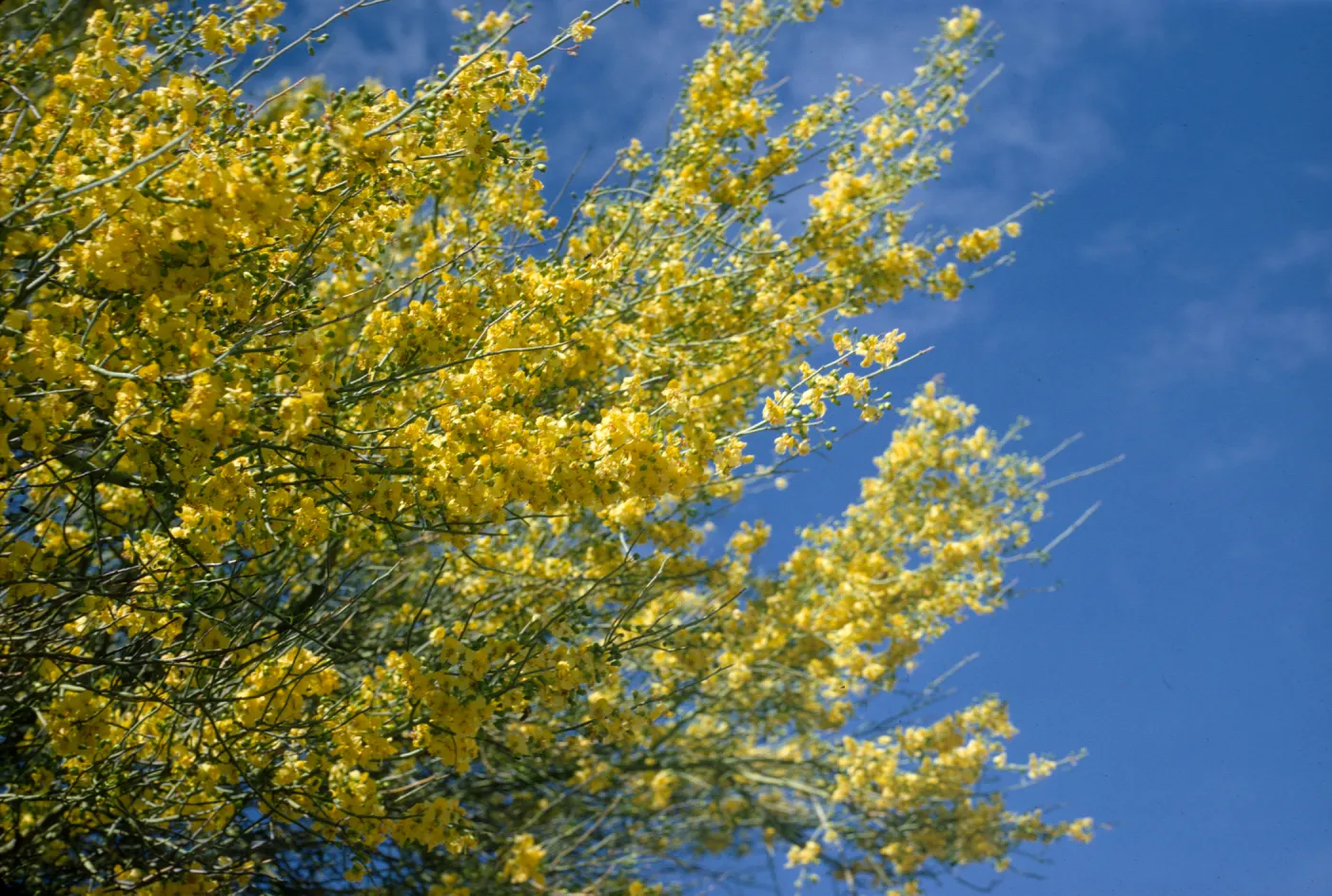 Cercidium floridum