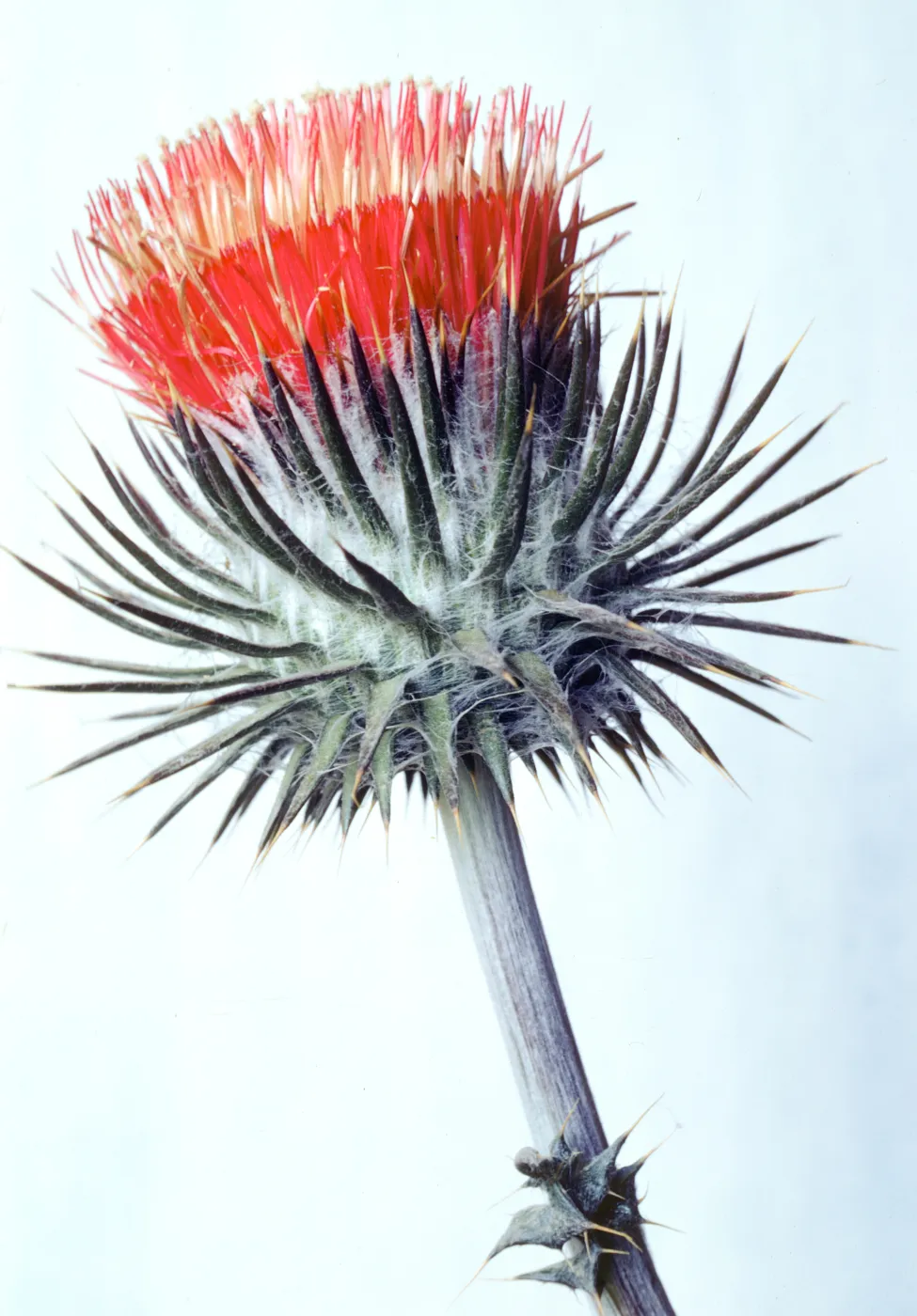 Cirsium proteanum
