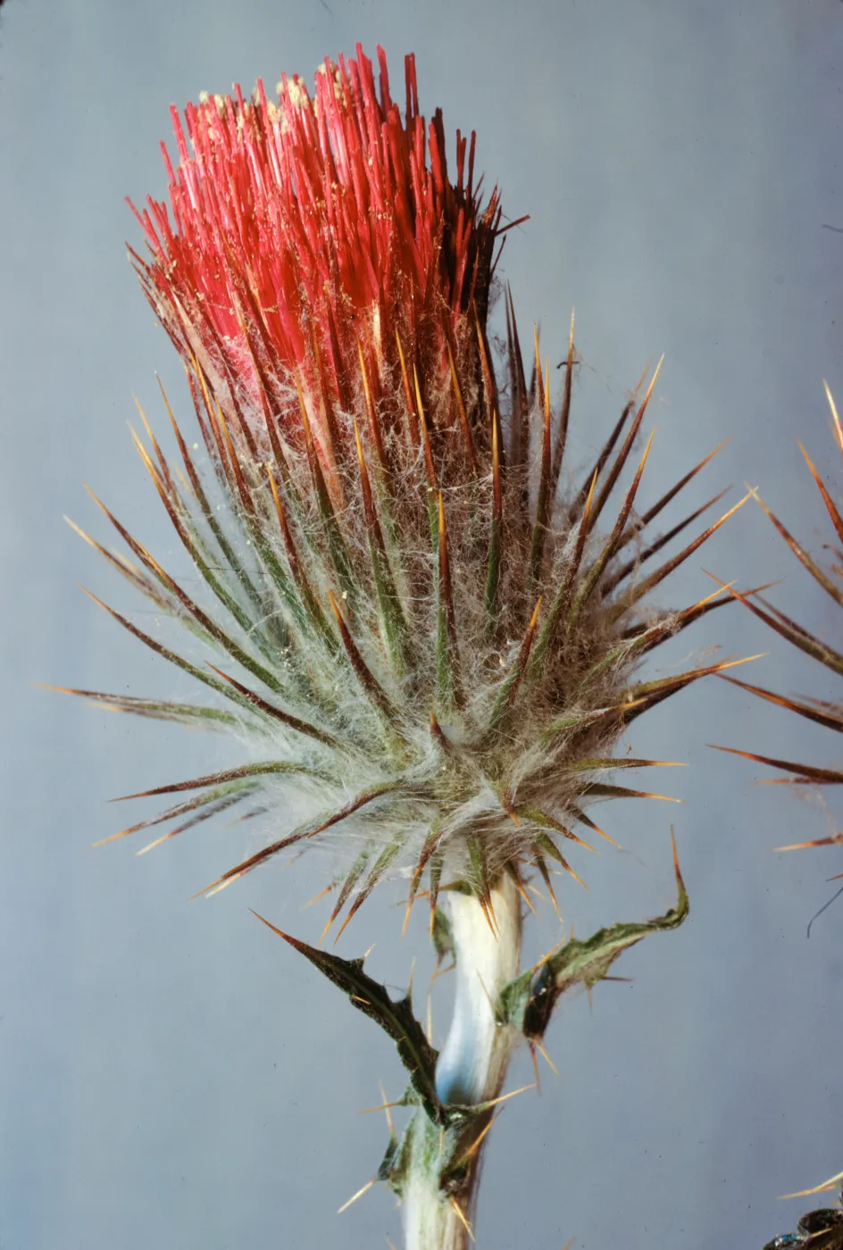Cirsium occidentale