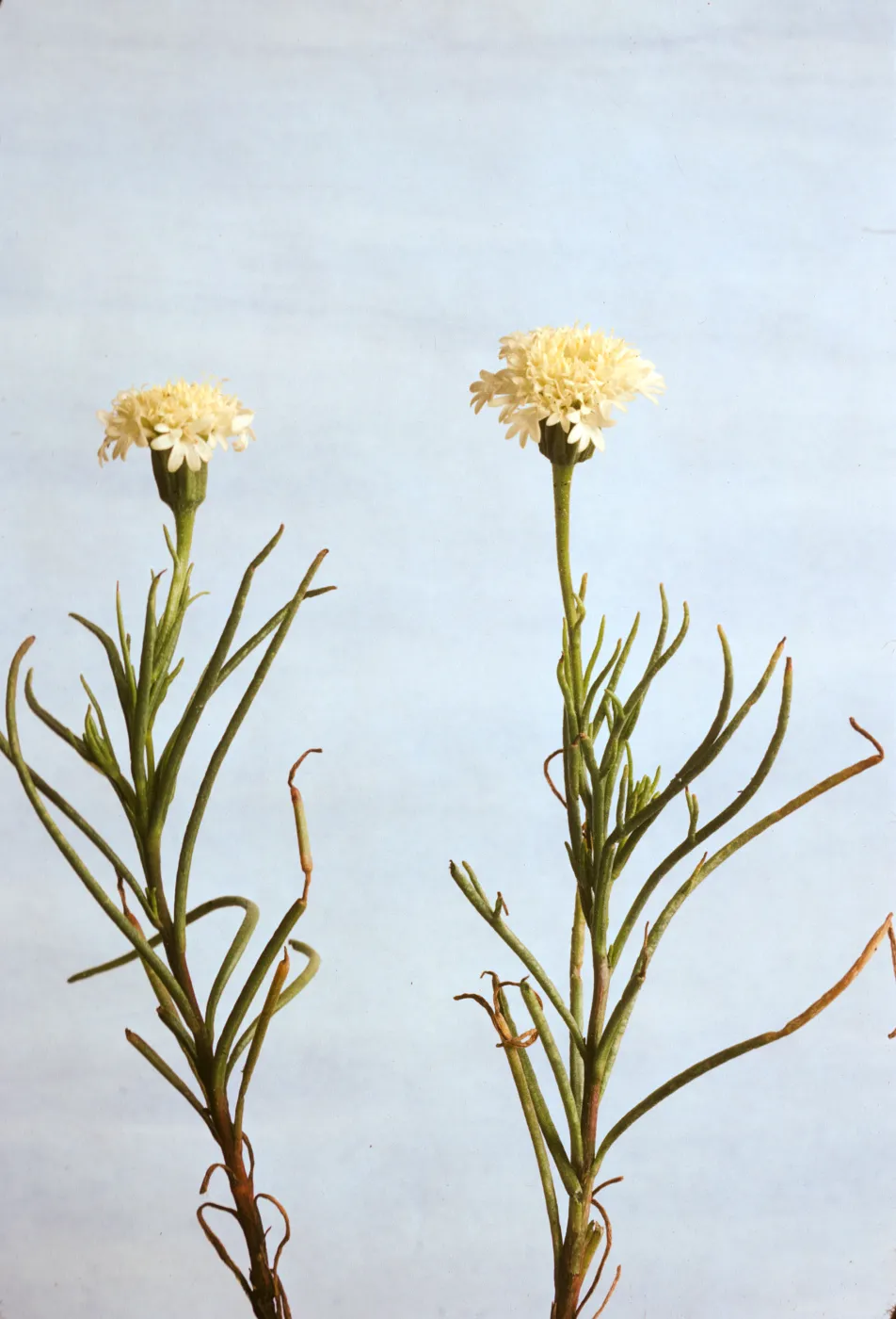 Cirsium occidentale