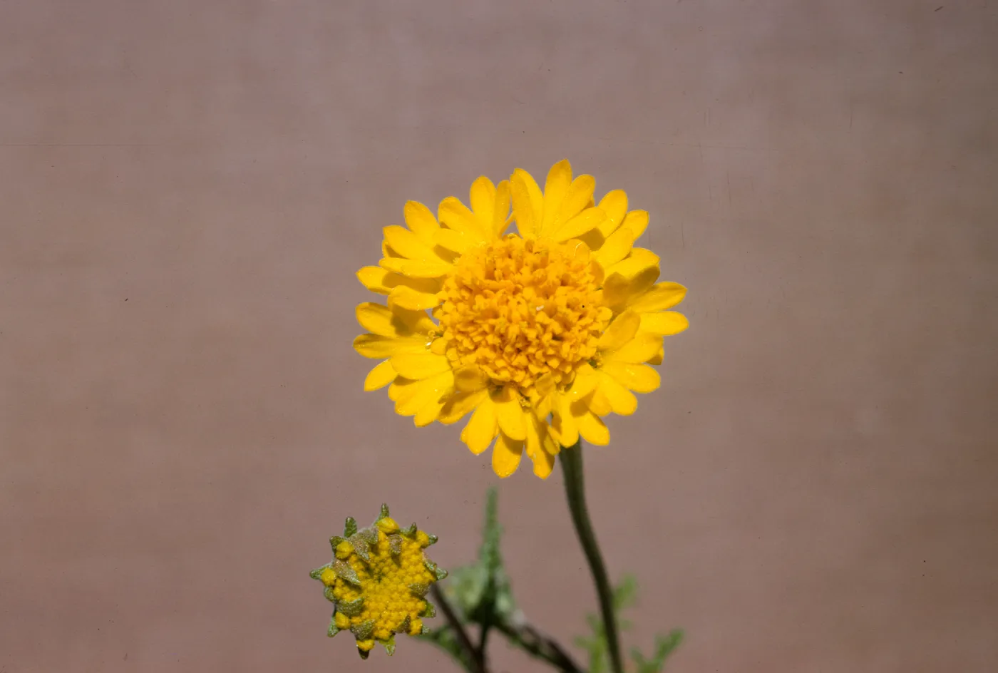 Chaenactis glabriuscula var. curta 