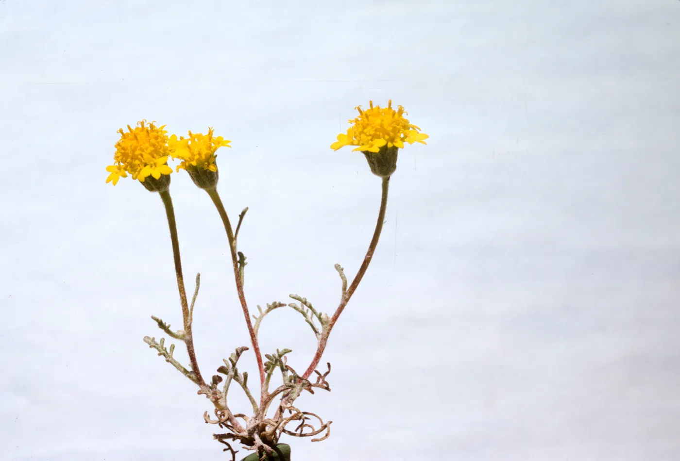 Chaenactis glabriuscula var. megacephala 