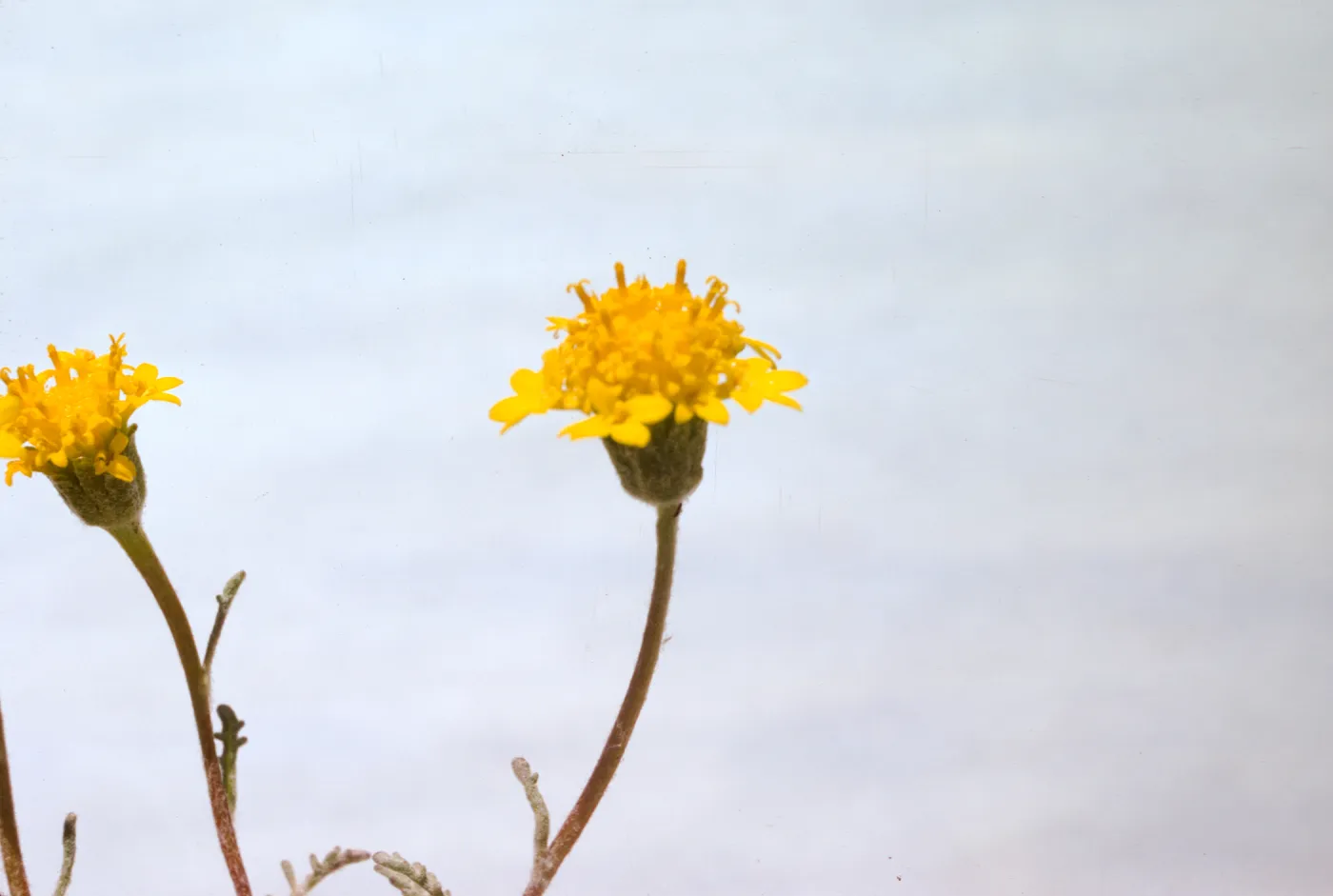 Chaenactis glabriuscula var. megacephala
