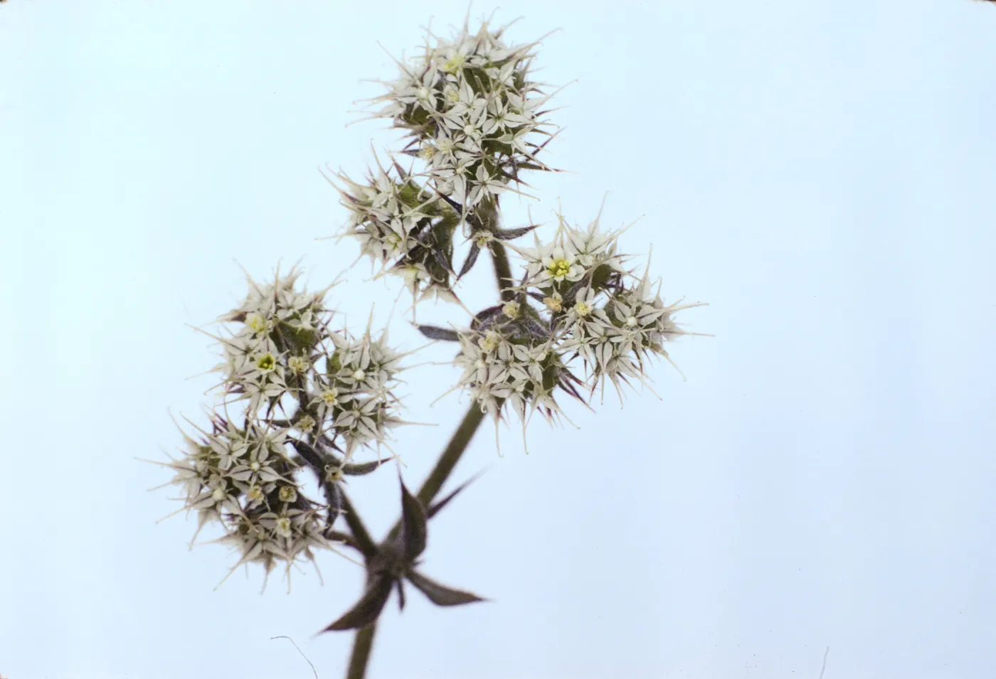 Chorizanthe diffusa