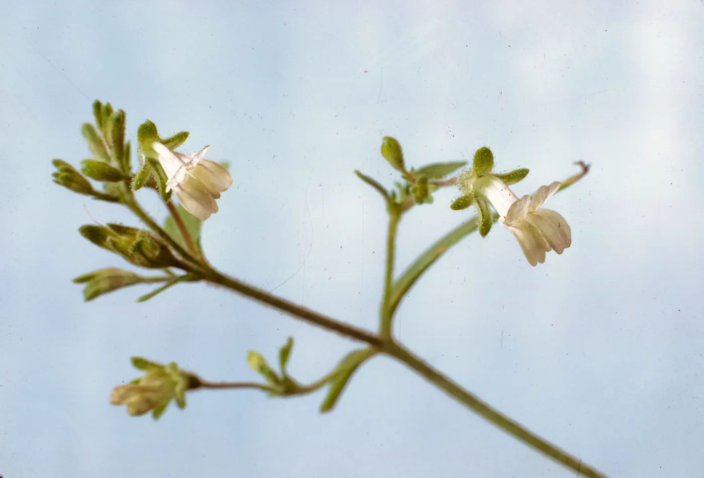 Collinsia childii