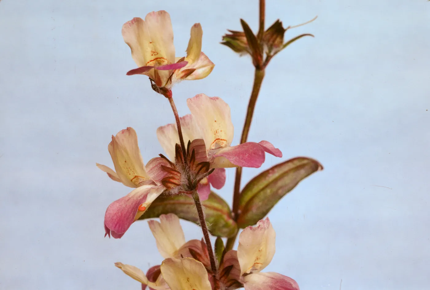 Collinsia heterophylla