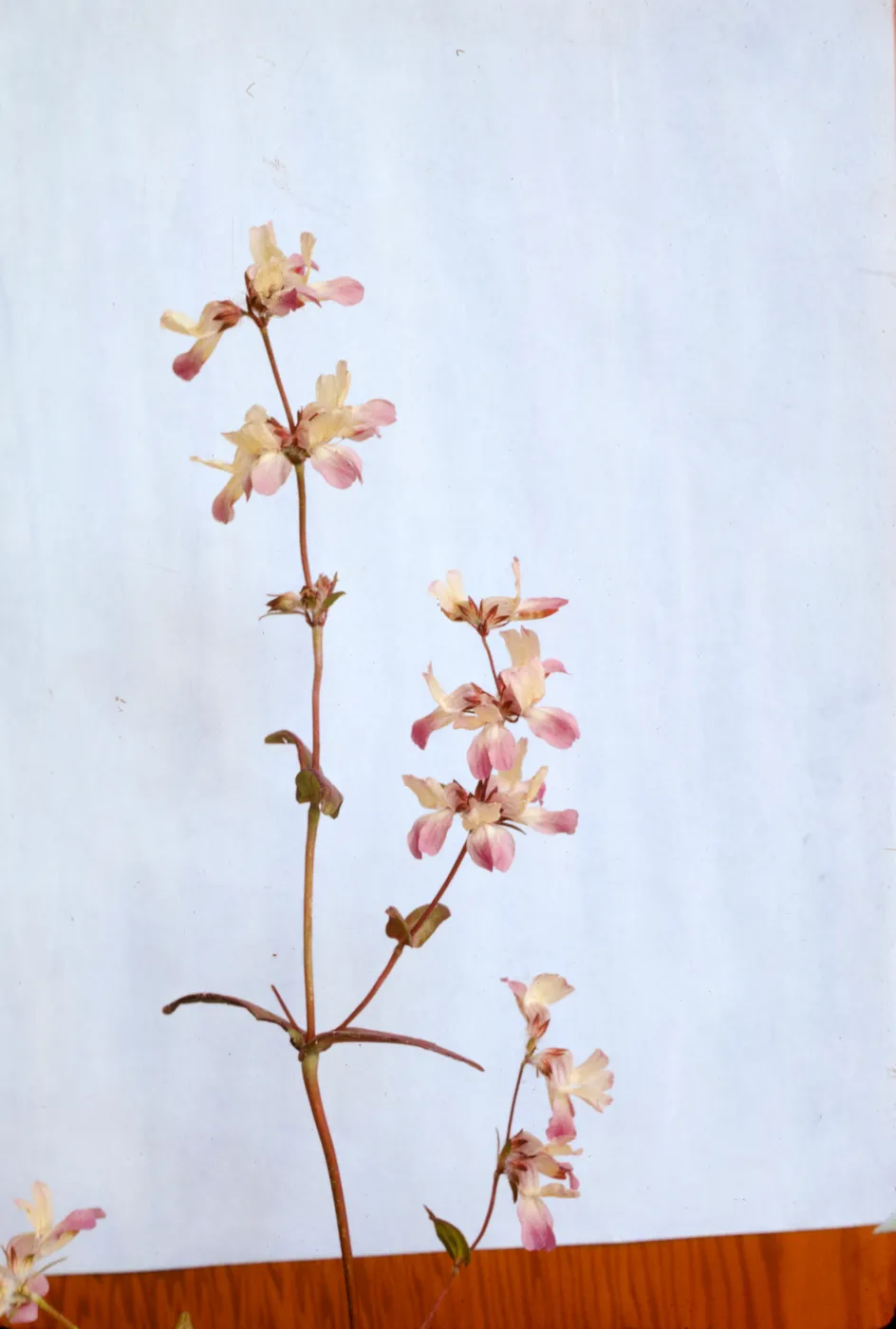 Collinsia heterophylla