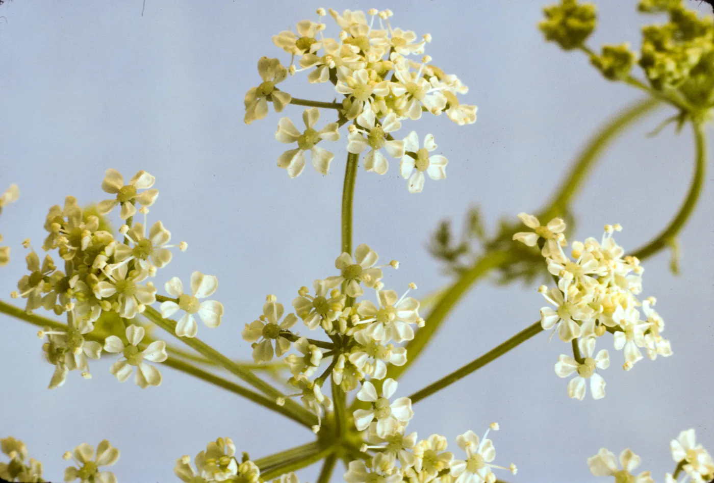 Conium maculatum